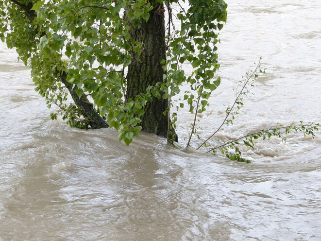 Baum in der Flut (Bild: Hans/Pixabay)