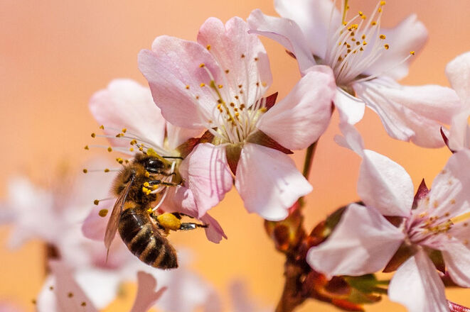 Biene auf Blume (Bild: Hermann Kollinger/Pixabay)
