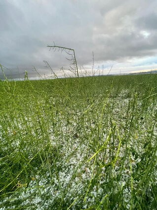 Unwetter am Mittwoch: Hagelschaden an Raps in Oberösterreich (Bild: Österr. Hagelversicherung)