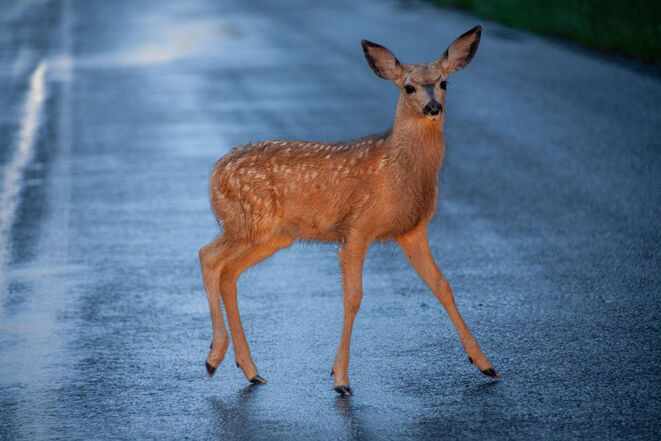 Reh auf Straße (Bild: Mohan Nannapaneni/Pixabay)