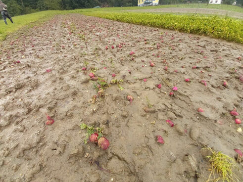 Radieschen, Steiermark (Bild: Österreichische Hagelversicherung)